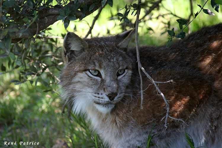 Linx d'europe