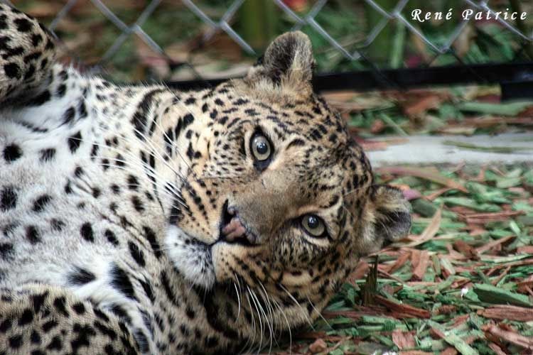 Parc zoologique de Saint Jean Cap Ferrat (Alpes maritime)