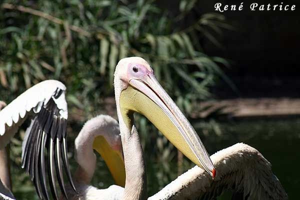 Pelican parc zoologique saint jean cap ferrat