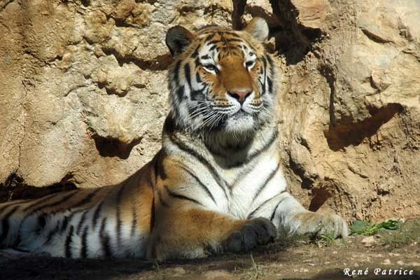 Tigre du bengale
