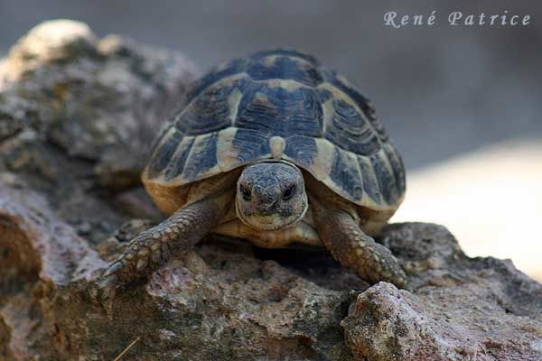 Tortue d'Hermann