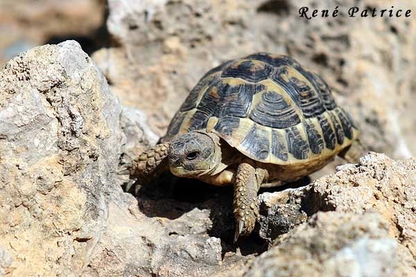 Tortue d'Hermann