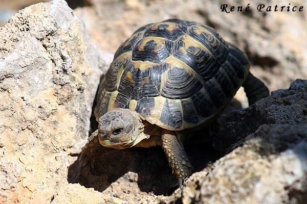 Tortue d'Hermann