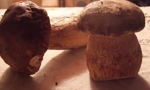 Premiers-cepes.jpg