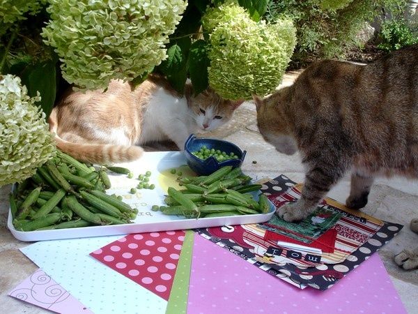 folie-de-petits-pois-004.jpg