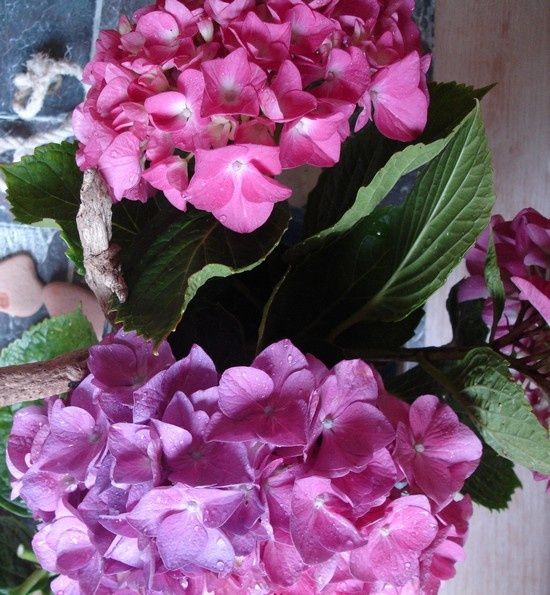hortensias07-002.jpg