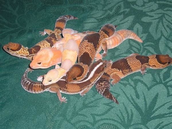 fat-tail-amel.jpg