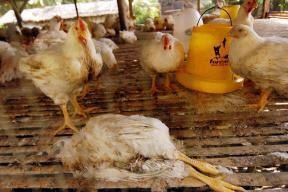 poule-morte.JPG