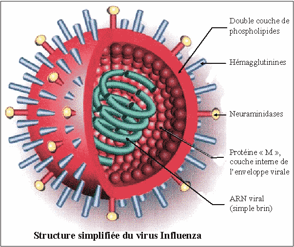 virus-influenza-grippe.gif