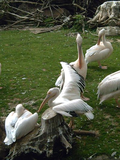 Erwinpale-le-clan-des-pelicans