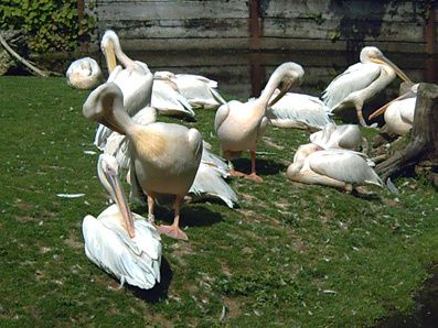 Erwinpale-le-clan-des-pelicans2