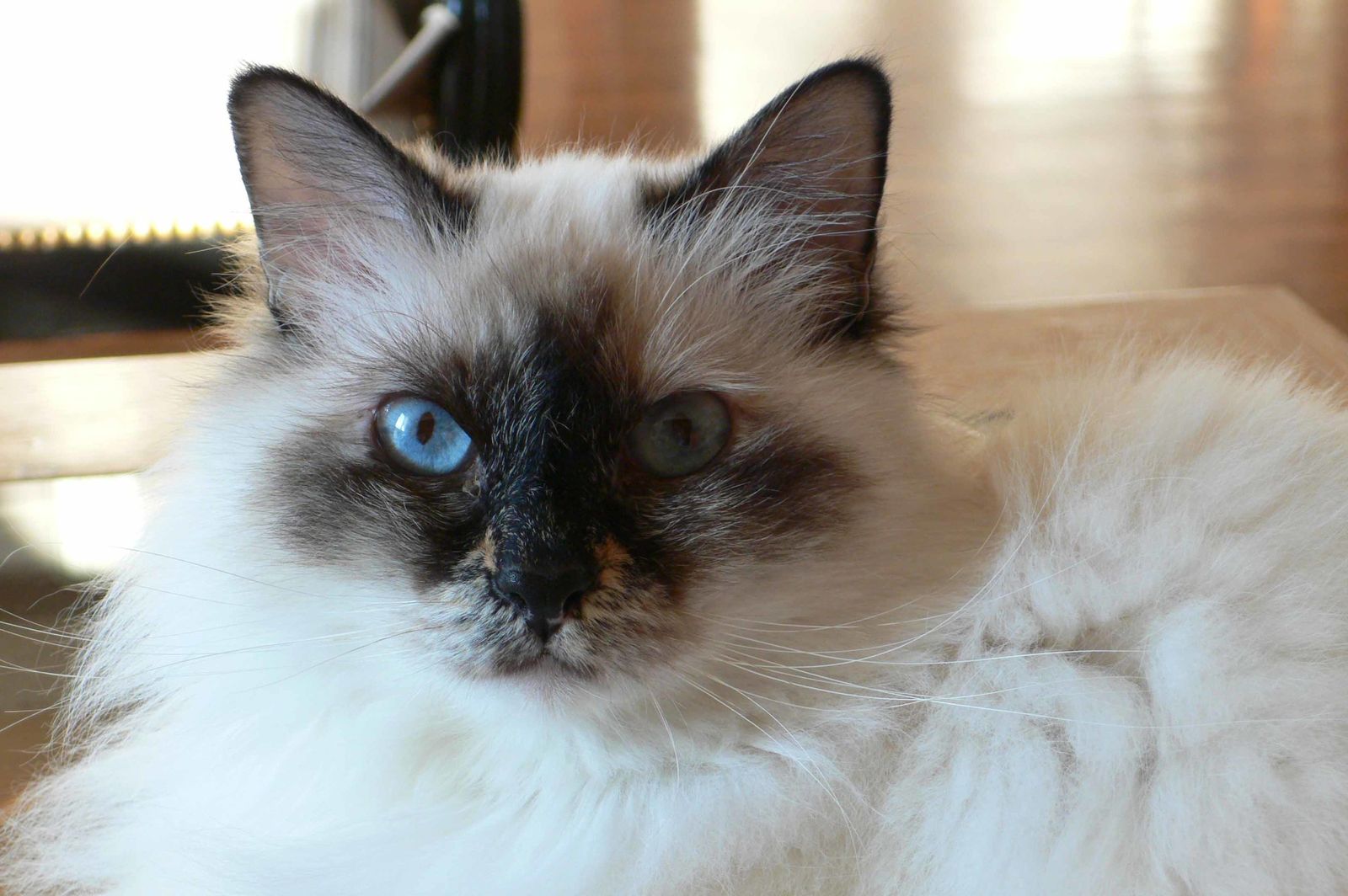 Birman.jpg