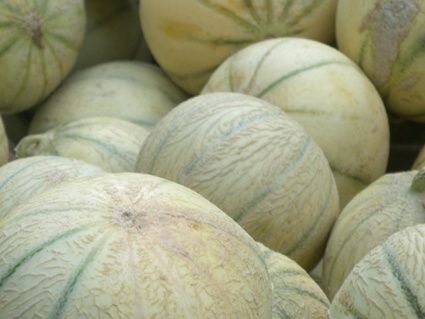 melon-de-pays.2005.jpg