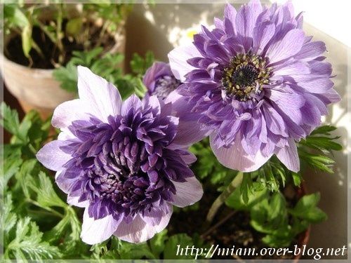 anemones-doubles.JPG