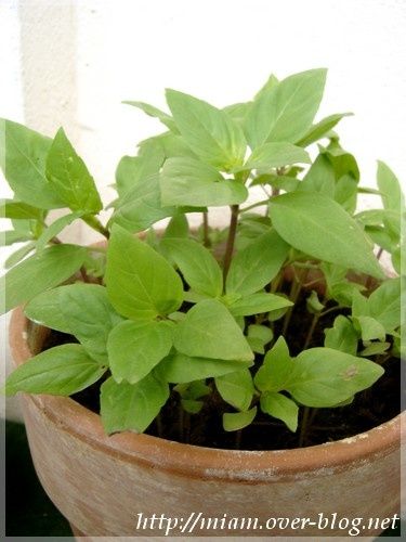 basilic-thai-juin-07.JPG