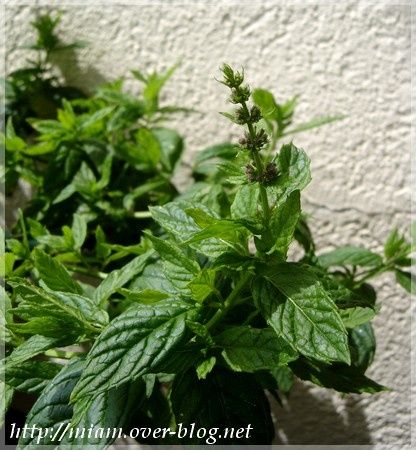 menthe.JPG