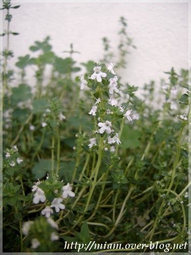 thym-en-fleurs.JPG