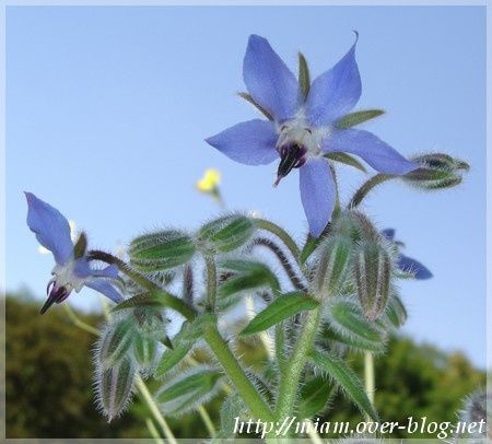 fleurs-de-bourrache.JPG