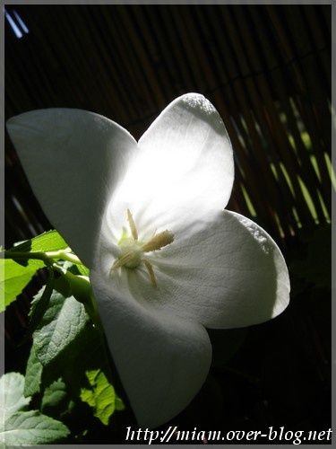 platycodon-ombre-et-lumi--re.JPG