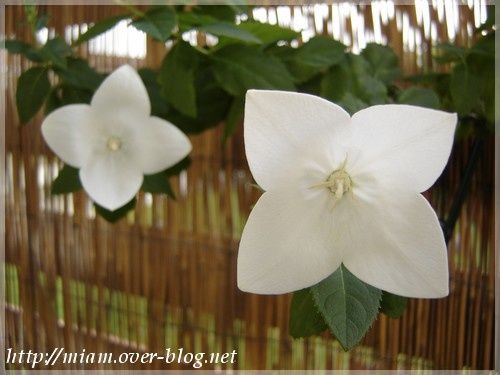 platycodon.JPG