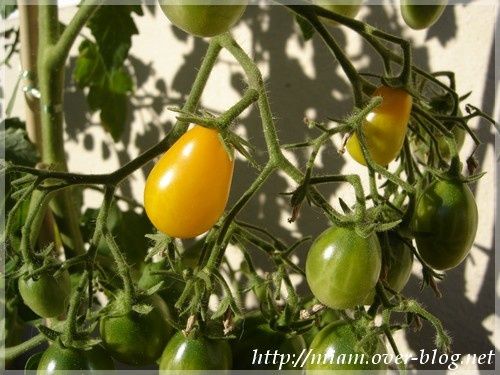 premiere-tomate-balcon.JPG