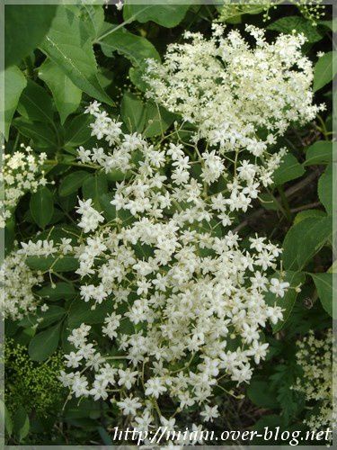 Sirop de fleur de sureau, Recette