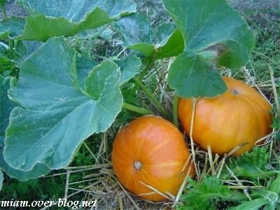 courges-au-jardin.jpg
