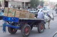 âne mobile dans les rues de Louxor
