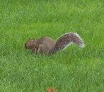 Un écureuil dans les jardins du Château de Kilkenny