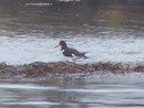 Oyster catcher