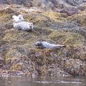 Phoques dans la baie de Kenmare