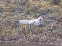 Seals on Kenmare river
