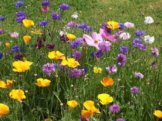 fleurs-du-jardin.jpg