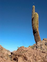 cactus.jpg