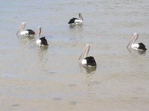 pelicans-Stony-Point.JPG