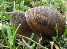 escargot.jpg