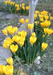 crocus jaunes