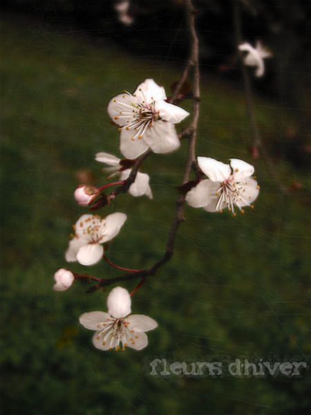 fleursdhiver.jpg