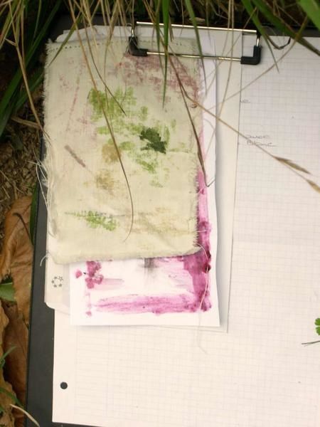 herbier1.jpg