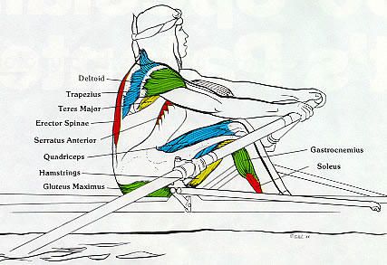 planche-anatomique.jpg