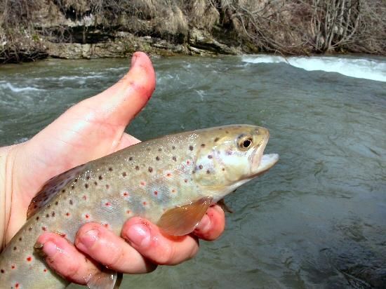 peche truite riviere en crue