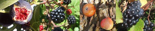 fruits-d-automne.jpg