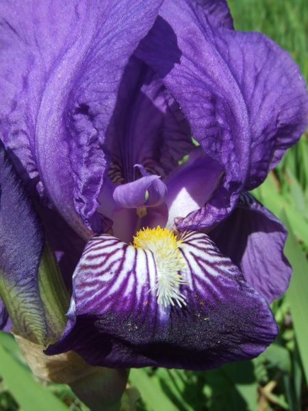 Iris-fleur.jpg