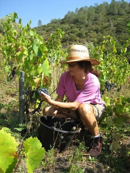 Jane-grappe-de-Mourvedre.jpg