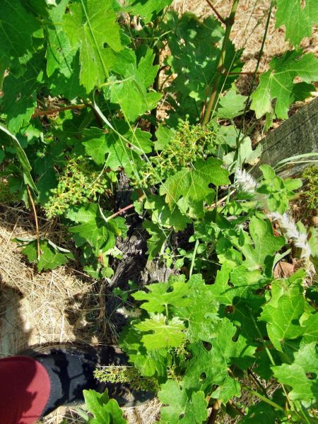 Cabernets-Sauvignon-juin07.jpg