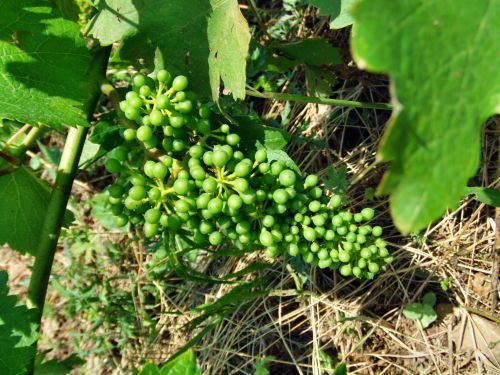 Chenin-juin07.jpg