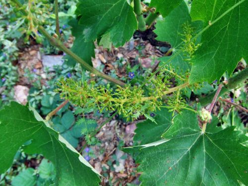 Mourvedre-juin07.jpg