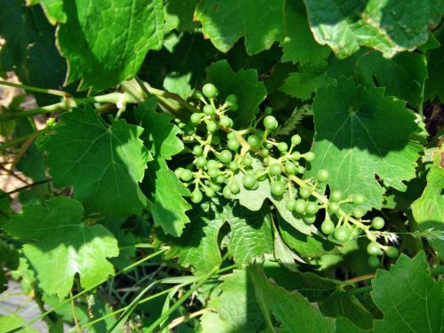 cabernet-Franc-juin07.jpg