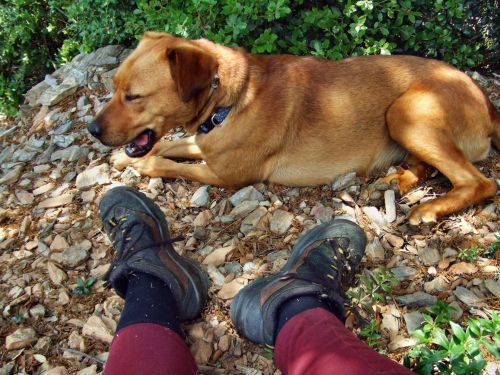 la-pause.jpg