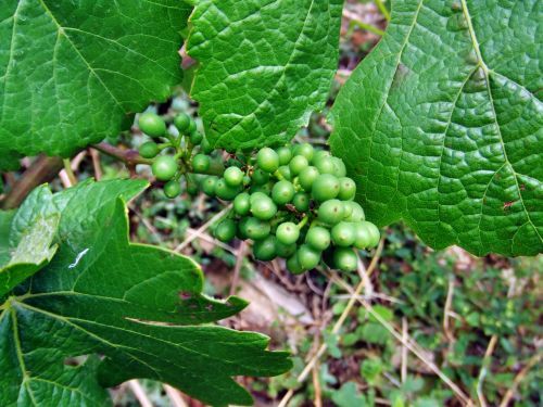pinot-juin07.jpg
